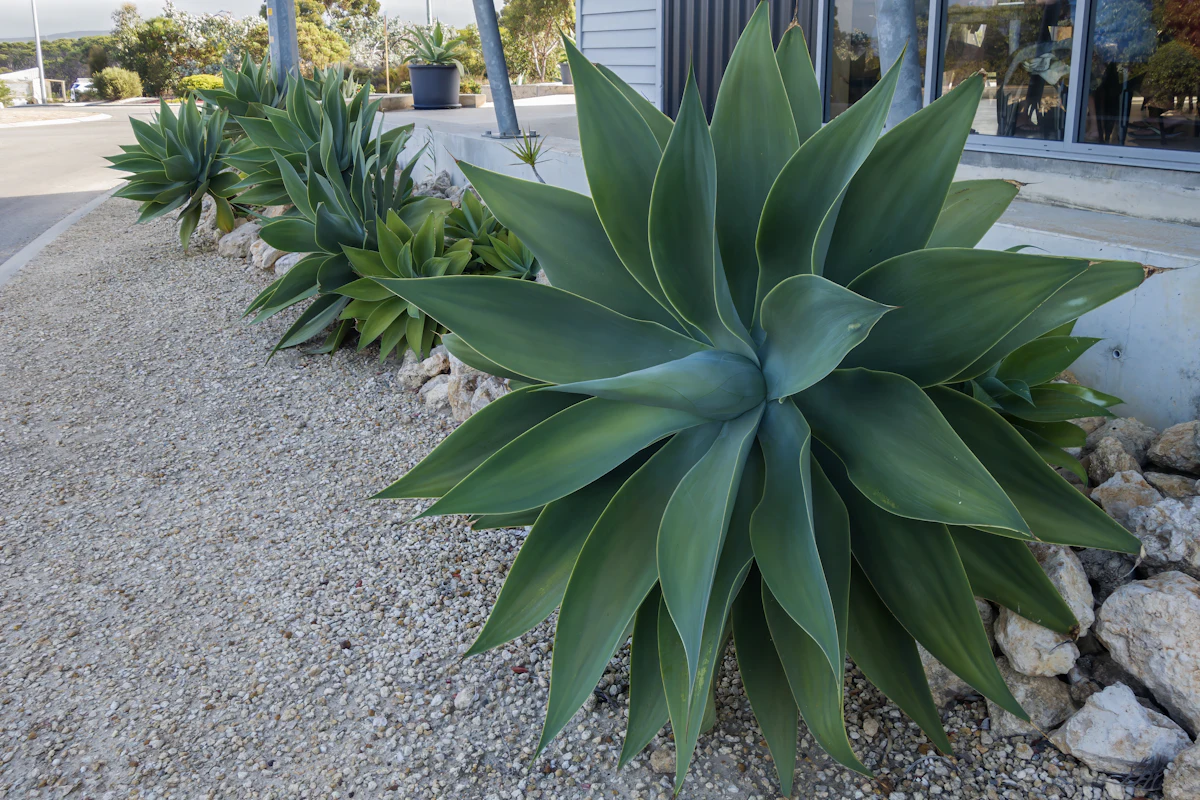 Large agaves planted along a gravel path beside a house