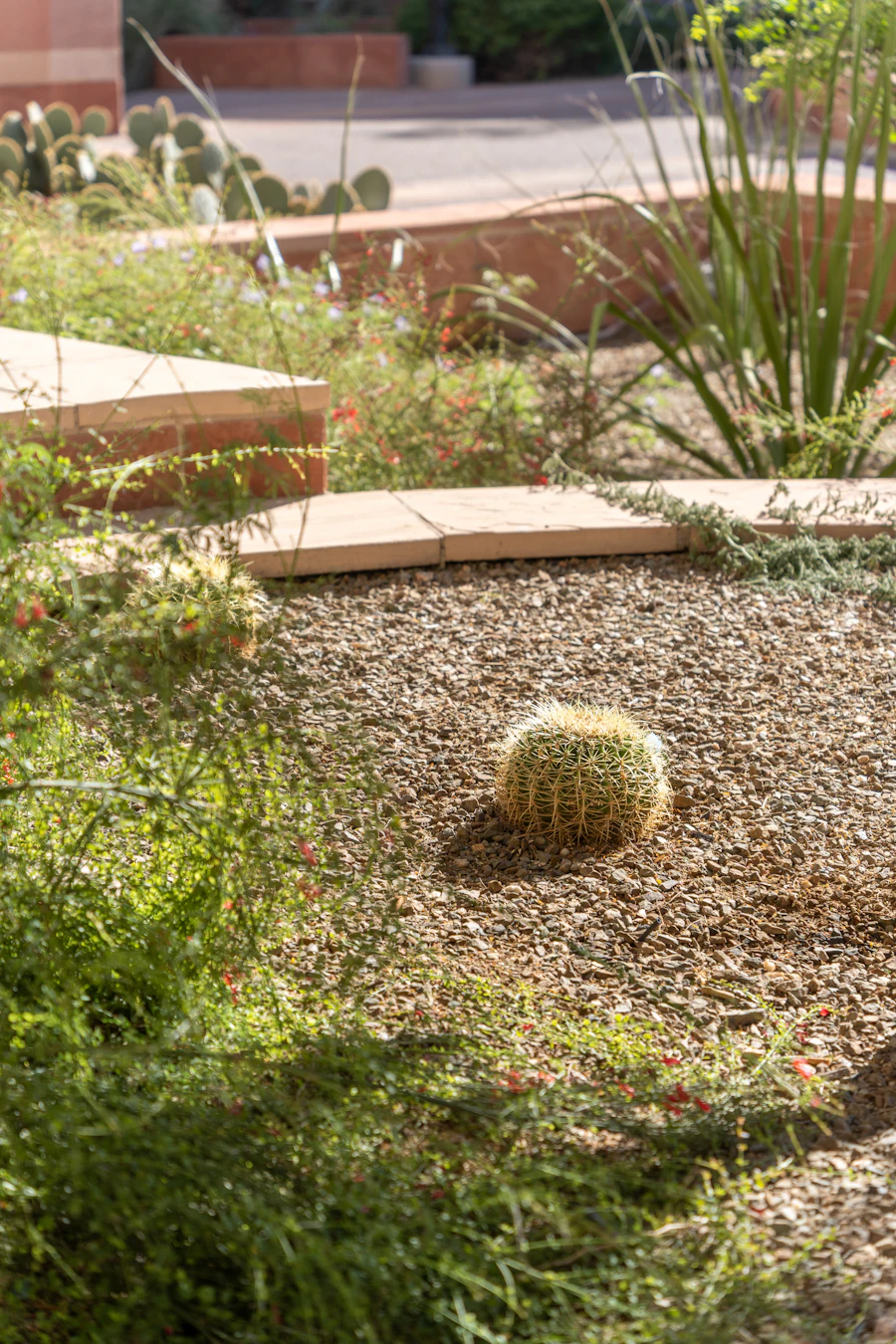 A golden barrel cactus in a gravel bed next to a paver step