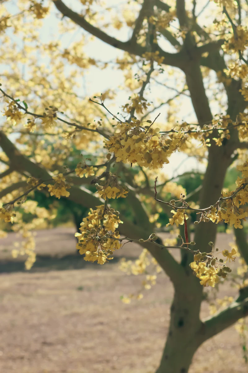 Yellow blossoms covering the branches of a palo verde tree