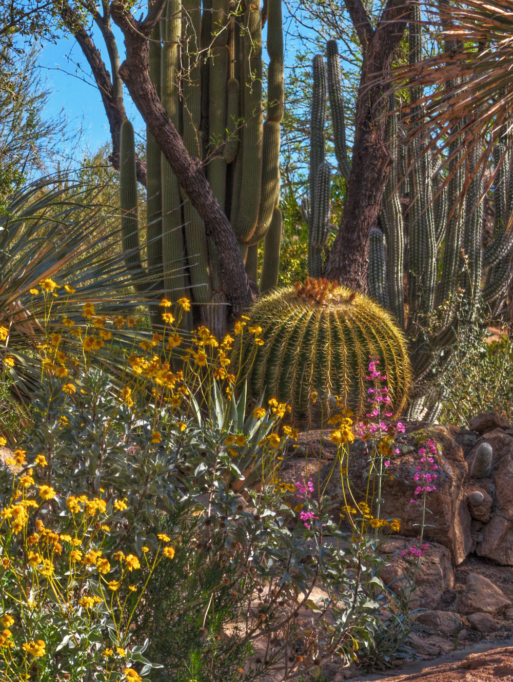 A golden barrel cactus among yellow and pink desert wildflowers
